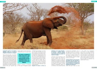 11 / 2010 / 20
objetivo naturalobjetivo natural
aumentado gracias a las cámaras
digitales. ¿como ves el nivel de
fotografía actualmente en España?
Hay un nivel muy alto, y veo mucho
talento en fotógrafos que empiezan,
pero es una lástima que la carencia
de medios de d ifusión remunerados
(que ha fulminado Internet, porque
todo hay que decirlo) impida que
muchos de esos fotógrafos puedan
dedicarse por entero a la fotografía
delanaturaleza.Losfotógrafosdefin
de semana se lo pasarán de miedo,
disfrutarán de lo lindo, obteniendo
bonitas fotos por supuesto (que
pueden colgar en la red, claro que si,
y difundirlas), pero creo que nunca
llegarán a alcanzar la excelencia
en este tipo de fotografía, porque
entiendo que para llegar a esa meta
en esta difícil disciplina hay que
salir a diario con la cámara, hacer
de la fotografía una filosofía de vida,
conseguir tal compenetración que
sea como una prolongación de tu
vista y de tu mente para anticiparte
a lo que aparece y captará el sensor.
La cámara también hay que sufrirla,
a veces hasta no poder más, y
suele ser ahí, en ese trance, donde
te aparece la luz que te revela por
donde debes seguir para conseguir
la foto que se está resistiendo y que
estabas soñando.
Después de conocer tu libro de
anécdotas en el campo llamado “
30 sonrisas y 1 lágrima” durante
tus 30 años. ¿ cual es la anécdota
mas graciosa que te ha pasado con
fauna en el campo?
Anécdotas tengo muchísimas, cada
día más, porque sigo saliendo al
campo, a diario, con un poco de
ingenuidad y la gente te toma por
cualquier cosa menos por fotógrafo.
Con la fauna también me ha pasado
de todo. Hoy mismo, sin ir mas lejos,
una ardilla se ha subido a mi hide
mientras fotografiaba pájaros en
un bebedero y ha acabado asomada
al parasol del teleobjetivo. No se
que habrá pensado al ver la lente y
sus brillos, pero lo que si ha hecho
ha sido mover la cola de un lado
para otro y orinarse encima. No
soy etólogo, pero diría que era un
macho decidido a marcar un objeto
nuevo en su territorio.
Llegando al final ya, queremos darte
las gracias por esta entrevista y
hacerte una ultima pregunta ¿ que
le recomendarías a los usuarios de
nuestra revista que se inician en la
fotografía de naturaleza?
Sobre todo que se fijen una meta
y que luchen por conseguirla,
que cultiven un estilo fotográfico
propio y que sean fieles a él por
mucho que otros les digan que van
por mal camino. En la fotografía,
como en el arte en general, hay que
evitar copiar lo que ya está hecho,
buscar nuevas formas de expresión.
Hay que seguir, en definitiva, los
impulsos del corazón.
“Me cautiva la fotografía de
acción, eso que hoy se llama
alta velocidad. En esta
modalidad nunca salen dos
instantáneas iguales y las
posibilidades creativas son
inmensas”
 