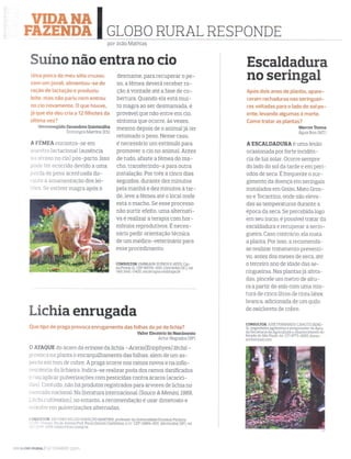 Revista Globo Rural - Escaldura no seringal