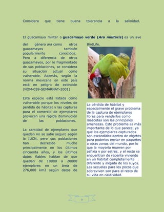 9
Considera que tiene buena tolerancia a la salinidad.
El guacamayo militar o guacamayo verde (Ara militaris) es un ave
del género ara como otros
guacamayos también
popularmente conocidos.
Pero a diferencia de otros
guacamayos, por lo fragmentado
de sus poblaciones, se considera
su situación actual como
vulnerable. Además, según la
norma mexicana en este país
está en peligro de extinción
(NOM-059-SEMARNAT-2001)
Esta especie está listada como
vulnerable porque los niveles de
pérdida de hábitat y las capturas
para el comercio de ejemplares
provocan una rápida disminución
de las poblaciones.
La cantidad de ejemplares que
quedan no se sabe seguro según
la IUCN, pero sus poblaciones
han decrecido mucho
principalmente en los últimos
cincuenta años, y los últimos
datos fiables hablan de que
quedan de 10000 a 20000
ejemplares en un área de
276,000 km2 según datos de
BirdLife.
La pérdida de hábitat y
especialmente el grave problema
de la captura de ejemplares
libres para venderlos como
mascotas son las principales
amenazas. Este problema es más
importante de lo que parece, ya
que los ejemplares capturados
son escondidos dentro de objetos
para poderlos enviar en paquetes
a otras zonas del mundo, por lo
que la mayoría mueren por
asfixia y por estrés, y el resto se
encuentran de repente viviendo
en un hábitat completamente
diferente y alejado de los suyos.
Las secuelas para los pocos que
sobreviven son para el resto de
su vida en cautividad.
 