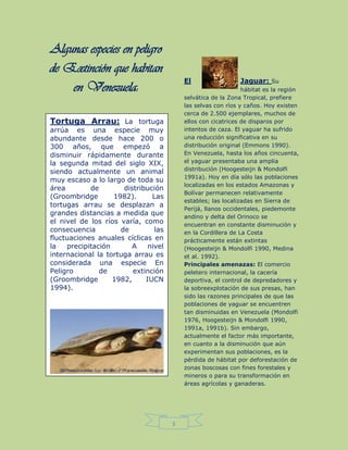 3
Algunas especies en peligro
de Extinción que habitan
en Venezuela:
El Jaguar: Su
hábitat es la región
selvática de la Zona Tropical, prefiere
las selvas con ríos y caños. Hoy existen
cerca de 2.500 ejemplares, muchos de
ellos con cicatrices de disparos por
intentos de caza. El yaguar ha sufrido
una reducción significativa en su
distribución original (Emmons 1990).
En Venezuela, hasta los años cincuenta,
el yaguar presentaba una amplia
distribución (Hoogesteijn & Mondolfi
1991a). Hoy en día sólo las poblaciones
localizadas en los estados Amazonas y
Bolívar permanecen relativamente
estables; las localizadas en Sierra de
Perijá, llanos occidentales, piedemonte
andino y delta del Orinoco se
encuentran en constante disminución y
en la Cordillera de La Costa
prácticamente están extintas
(Hoogesteijn & Mondolfi 1990, Medina
et al. 1992).
Principales amenazas: El comercio
peletero internacional, la cacería
deportiva, el control de depredadores y
la sobreexplotación de sus presas, han
sido las razones principales de que las
poblaciones de yaguar se encuentren
tan disminuidas en Venezuela (Mondolfi
1976, Hoogesteijn & Mondolfi 1990,
1991a, 1991b). Sin embargo,
actualmente el factor más importante,
en cuanto a la disminución que aún
experimentan sus poblaciones, es la
pérdida de hábitat por deforestación de
zonas boscosas con fines forestales y
mineros o para su transformación en
áreas agrícolas y ganaderas.
Tortuga Arrau: La tortuga
arrúa es una especie muy
abundante desde hace 200 o
300 años, que empezó a
disminuir rápidamente durante
la segunda mitad del siglo XIX,
siendo actualmente un animal
muy escaso a lo largo de toda su
área de distribución
(Groombridge 1982). Las
tortugas arrau se desplazan a
grandes distancias a medida que
el nivel de los ríos varía, como
consecuencia de las
fluctuaciones anuales cíclicas en
la precipitación A nivel
internacional la tortuga arrau es
considerada una especie En
Peligro de extinción
(Groombridge 1982, IUCN
1994).
 