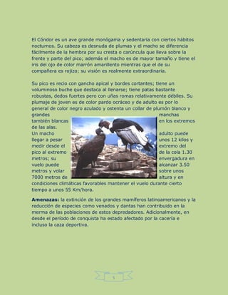 5
El Cóndor es un ave grande monógama y sedentaria con ciertos hábitos
nocturnos. Su cabeza es desnuda de plumas y el macho se diferencia
fácilmente de la hembra por su cresta o carúncula que lleva sobre la
frente y parte del pico; además el macho es de mayor tamaño y tiene el
iris del ojo de color marrón amarillento mientras que el de su
compañera es rojizo; su visión es realmente extraordinaria.
Su pico es recio con gancho apical y bordes cortantes; tiene un
voluminoso buche que destaca al llenarse; tiene patas bastante
robustas, dedos fuertes pero con uñas romas relativamente débiles. Su
plumaje de joven es de color pardo ocráceo y de adulto es por lo
general de color negro azulado y ostenta un collar de plumón blanco y
grandes manchas
también blancas en los extremos
de las alas.
Un macho adulto puede
llegar a pesar unos 12 kilos y
medir desde el extremo del
pico al extremo de la cola 1.30
metros; su envergadura en
vuelo puede alcanzar 3.50
metros y volar sobre unos
7000 metros de altura y en
condiciones climáticas favorables mantener el vuelo durante cierto
tiempo a unos 55 Km/hora.
Amenazas: la extinción de los grandes mamíferos latinoamericanos y la
reducción de especies como venados y dantas han contribuido en la
merma de las poblaciones de estos depredadores. Adicionalmente, en
desde el período de conquista ha estado afectado por la cacería e
incluso la caza deportiva.
 
