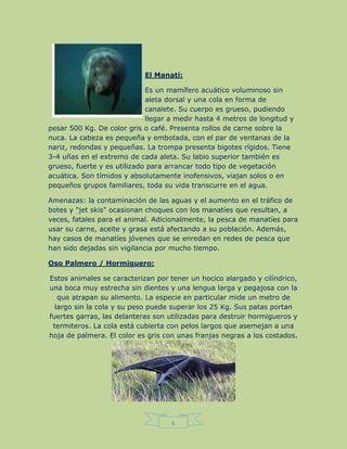 6
El Manatí:
Es un mamífero acuático voluminoso sin
aleta dorsal y una cola en forma de
canalete. Su cuerpo es grueso, pudiendo
llegar a medir hasta 4 metros de longitud y
pesar 500 Kg. De color gris o café. Presenta rollos de carne sobre la
nuca. La cabeza es pequeña y embotada, con el par de ventanas de la
nariz, redondas y pequeñas. La trompa presenta bigotes rígidos. Tiene
3-4 uñas en el extremo de cada aleta. Su labio superior también es
grueso, fuerte y es utilizado para arrancar todo tipo de vegetación
acuática. Son tímidos y absolutamente inofensivos, viajan solos o en
pequeños grupos familiares, toda su vida transcurre en el agua.
Amenazas: la contaminación de las aguas y el aumento en el tráfico de
botes y "jet skis" ocasionan choques con los manatíes que resultan, a
veces, fatales para el animal. Adicionalmente, la pesca de manatíes para
usar su carne, aceite y grasa está afectando a su población. Además,
hay casos de manatíes jóvenes que se enredan en redes de pesca que
han sido dejadas sin vigilancia por mucho tiempo.
Oso Palmero / Hormiguero:
Estos animales se caracterizan por tener un hocico alargado y cilíndrico,
una boca muy estrecha sin dientes y una lengua larga y pegajosa con la
que atrapan su alimento. La especie en particular mide un metro de
largo sin la cola y su peso puede superar los 25 Kg. Sus patas portan
fuertes garras, las delanteras son utilizadas para destruir hormigueros y
termiteros. La cola está cubierta con pelos largos que asemejan a una
hoja de palmera. El color es gris con unas franjas negras a los costados.
 
