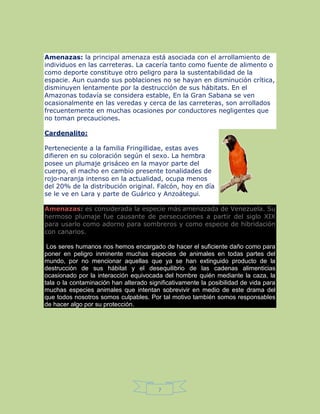7
Amenazas: la principal amenaza está asociada con el arrollamiento de
individuos en las carreteras. La cacería tanto como fuente de alimento o
como deporte constituye otro peligro para la sustentabilidad de la
espacie. Aun cuando sus poblaciones no se hayan en disminución crítica,
disminuyen lentamente por la destrucción de sus hábitats. En el
Amazonas todavía se considera estable, En la Gran Sabana se ven
ocasionalmente en las veredas y cerca de las carreteras, son arrollados
frecuentemente en muchas ocasiones por conductores negligentes que
no toman precauciones.
Cardenalito:
Perteneciente a la familia Fringillidae, estas aves
difieren en su coloración según el sexo. La hembra
posee un plumaje grisáceo en la mayor parte del
cuerpo, el macho en cambio presente tonalidades de
rojo-naranja intenso en la actualidad, ocupa menos
del 20% de la distribución original. Falcón, hoy en día
se le ve en Lara y parte de Guárico y Anzoátegui.
Amenazas: es considerada la especie más amenazada de Venezuela. Su
hermoso plumaje fue causante de persecuciones a partir del siglo XIX
para usarlo como adorno para sombreros y como especie de hibridación
con canarios.
Los seres humanos nos hemos encargado de hacer el suficiente daño como para
poner en peligro inminente muchas especies de animales en todas partes del
mundo, por no mencionar aquellas que ya se han extinguido producto de la
destrucción de sus hábitat y el desequilibrio de las cadenas alimenticias
ocasionado por la interacción equivocada del hombre quién mediante la caza, la
tala o la contaminación han alterado significativamente la posibilidad de vida para
muchas especies animales que intentan sobrevivir en medio de este drama del
que todos nosotros somos culpables. Por tal motivo también somos responsables
de hacer algo por su protección.
 