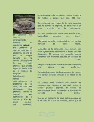 8
El Cocodrilo del
Orinoco,
erróneamente
llamado en
ocasiones caimán
del Orinoco, ya
que se trata de un
cocodrilo, es uno de
los de mayor
tamaño en la
familia Crocodylidae
Es un cocodrilo
grande, que puede
llegar a medir más
de 6 metros de
longitud.
Actualmente,
debido
principalmente al
problema de la
caza, es raro ver
ejemplares muy
grandes, siendo lo
normal ver
ejemplares de 5
metros y 430 kg.
como mucho.
Las hembras,
generalmente más pequeñas, miden 3 metros
de media y pesan tan solo 200 kg.
Sin embargo, por culpa de la caza excesiva
que ha sufrido la especie, es difícil ver a un
gran cocodrilo en la naturaleza.
Su color puede sufrir variaciones con la edad,
habiéndose descrito tres fases:
-Mariposo: de color verde grisáceo con estrías
dorsales de color negro.
-Amarillo: es la coloración más común, con
color ligeramente bronceado y áreas oscuras
dispersas. El vientre es amarillo crema
uniforme con manchas oscuras en la base de
la cola
-Negro: En realidad se trata de una coloración
gris oscura casi uniforme.
En todos los casos, los flancos son más claros,
con bandas oscuras difusas a los lados de la
cola.
Su cuerpo está cubierto por hileras de
escamas que tienden a sobresalir como si
fueran gruesas espinas. El hocico es
relativamente largo y estrecho, y ligeramente
curvado hacia arriba.
Este es un cocodrilo de agua dulce, aunque se
le ha visto en la isla de Trinidad, por lo que se
 