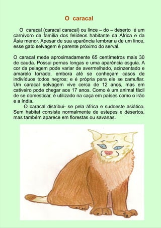 O caracal 
O caracal (caracal caracal) ou lince – do – deserto é um 
carnívoro da família dos felídeos habitante da África e da 
Ásia menor. Apesar de sua aparência lembrar a de um lince, 
esse gato selvagem é parente próximo do serval. 
O caracal mede aproximadamente 65 centímetros mais 30 
de cauda. Possui pernas longas e uma aparência esguia. A 
cor da pelagem pode variar de avermelhado, acinzentado e 
amarelo torrado, embora até se conheçam casos de 
indivíduos todos negros; e é própria para ele se camuflar. 
Um caracal selvagem vive cerca de 12 anos, mas em 
cativeiro pode chegar aos 17 anos. Como é um animal fácil 
de se domesticar, é utilizado na caça em países como o irão 
e a índia. 
O caracal distribui- se pela áfrica e sudoeste asiático. 
Sem habitat consiste normalmente de estepes e desertos, 
mas também aparece em florestas ou savanas. 
 