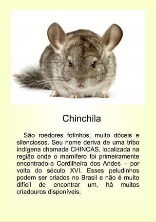 Chinchila 
São roedores fofinhos, muito dóceis e 
silenciosos. Seu nome deriva de uma tribo 
indígena chamada CHINCAS, localizada na 
região onde o mamífero foi primeiramente 
encontrado-a Cordilheira dos Andes – por 
volta do século XVI. Esses peludinhos 
podem ser criados no Brasil e não é muito 
difícil de encontrar um, há muitos 
criadouros disponíveis. 
 