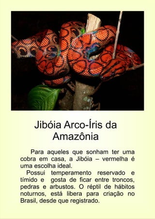 Jibóia Arco-Íris da 
Amazônia 
Para aqueles que sonham ter uma 
cobra em casa, a Jibóia – vermelha é 
uma escolha ideal. 
Possui temperamento reservado e 
tímido e gosta de ficar entre troncos, 
pedras e arbustos. O réptil de hábitos 
noturnos, está libera para criação no 
Brasil, desde que registrado. 
 