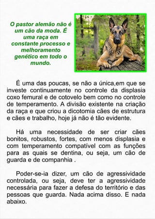 O pastor alemão não é 
um cão da moda. É 
uma raça em 
constante processo e 
melhoramento 
genético em todo o 
mundo. 
É uma das poucas, se não a única,em que se 
investe continuamente no controle da displasia 
coxo femural e de cotovelo bem como no controle 
de temperamento. A divisão existente na criação 
da raça e que criou a dicotomia cães de estrutura 
e cães e trabalho, hoje já não é tão evidente. 
Há uma necessidade de ser criar cães 
bonitos, robustos, fortes, com menos displasia e 
com temperamento compatível com as funções 
para as quais se dentina, ou seja, um cão de 
guarda e de companhia . 
Poder-se-ia dizer, um cão de agressividade 
controlada, ou seja, deve ter a agressividade 
necessária para fazer a defesa do território e das 
pessoas que guarda. Nada acima disso. E nada 
abaixo. 
 