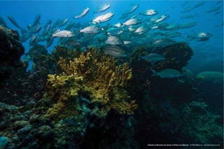 44 Maria Maria 45
CARDUME DE QUATINGAS NOS RECIFES DO PARCEL DOS ABROLHOS © PEDRO MEIRELLES - WWW.PEDROMEIRELLES.COM
 