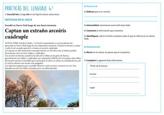 Prácticas del Lenguaje 4.o
NOTICIAS EN EL AULA
Sucedió en Nueva York luego de una fuerte tormenta
Captan un extraño arcoíris
cuádruple
NUEVA YORK, Estados Unidos.- Un hecho sorprendente y sin precedentes fue
apreciado en Nueva York luego de una importante tormenta. Cuando la misma se calmó
y salió el sol, se pudo apreciar y retratar un arcoíris cuádruple.
Un experto en tales fenómenos inusuales afirmó: en 250 años solo se habían podido
documentar cinco arcoíris triples y cuádruples.
Los arcoíris se forman cuando la luz del sol se refleja en las gotas de lluvia y,
generalmente, los triples y cuádruples son sumamente difíciles de ver porque cada reflejo
del arcoíris inicial es más débil que el principal. Es decir, se reduce la cantidad de luz, por
lo cual los últimos son mucho más apagados.
Los expertos aseguran que es posible observar cuatro arcoíris cercanos a la vez. Son
llamados arcoíris de reflejo, inusuales pero no sobrenaturales.
En forma oral
2. Definan qué es un arcoíris.
3. Intercambien impresiones acerca del texto leído.
4. Comenten la información que transmite.
5. Identifiquen cuál es el hecho novedoso sobre el que se informa en la noticia
leída.
En forma escrita
6. Marcá, en la noticia, las partes que la componen.
7. Completá la siguiente ficha informativa:
Titular de la noticia:
………………………………………………………………………
Suceso:
………………………………………………………………………
………………………………………………………………………
Lugar:
………………………………………………………………………
1. Escuchá leer y luego leé en voz baja la noticia varias veces.
Inusual cuádruple arcoíris visto en New York
 