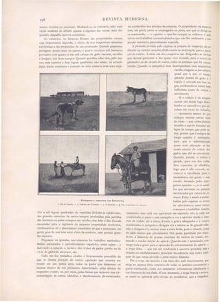 REVISTA MODERNA.
J I Cão de Guarda. - 2, Jumento dos P)'renéos. - 3. A domação. - ,.., Um proprietario de estancia.
....;,~
 ..' .. :-"
I
ou conhecidos nos sel'vz'çOs da estancia. O proprietario da estancia
tem, em geral, entre os empregados ou peões, um que os dirige ou
os commanda, - o capataz - que lhe cumpre a ordens e o sub-
stitue nos trabalhos consuetudinarios que não lhe reclamam a in _
pecção constante, pessoalmente exercida.
A peol1ada) avisada pelo capataz, se prepara de vespera e, de or-
dinario na mesma occasião, d'elle recebe as instrucções para a para-
ção do rodeio. A cada um dos campeil'os são disignadas as divisas
que deverá percorrer e elas ;quaes virá tocando, para o centro do
perimetro ou do ci1'czt!o do rodúo, todos os animaes que fôr enCOn-
trando. Quando os campeiros bem desempenham suas respectivas
tarefas, chegam ao parado1t1·o,
quasi que a um só tempo,
grandes pontas de gado e o
rodeio é cerrado em boa re-
gra, verificando-se então uma
bellissima scena de orelem e
movimento.
Si o rodeio é de simples
C1lstez"o são desde logo distri-
buidos os atacadol'es que cir-
culam em torno do rebanho,
- raramente menos de 500
cabeças, muitas outras mais
de 1000 -, que assim demora
reunido e sujeito durante um
lapso de tempo, que pode va-
riar, porem que é sempre tão
longo quanto é necessario,
para que a administração
possa com attenção se dar
conta exacta do estado dos
gados que ahi se encontram
Quando, porem, o rodeio é
parado, para um dos traba-
lhos especiaes jà alludidos,
logo que é elle ceITado, ell-
costa-se a cavalhada para o
11111dadozt1'o, em geral, - um
circulo formado pelos cam-
peiros apeados -, e os cavaI-
los que serviram na paração
são trocados por outros de l'e-
fresco. Feita a muda e consti-
tuidos pelo capataz os te1"1lOS
de apal'tadol'es, esses ternos
começam a trabalhar simulta
neamente, mas cada um apal'tando em separado, isto é, cada um
condusindo, a passo e sem estrepito a 1'CZ a apal'tal' desde o inte-
rior do rodeio até á beú'a, d'onde a gritos adequados e a cargas
combinadas os campeiros obrigam-n'a a afastar-se do grande reba-
nho e dirigem-n'a, muitas vezes a toda brida, para o súmelo) ponta
de gado manso que previamente fôra posta, guardada por ataca-
dores, á distancia de poucas centenas de metros do rodeio, for-
mando o nucleo inicial do apm'te. Quando este é terminado, con-
verge toda a gente para a operação do alevantamellto do apal'te -
a tl'opa feita - que vai ser conduzida á encelTa proxima, seja a
situada no estabelecimento principal da estancia, seja outra qual-
quer de que esteja provido o pôsto menos distante.
Pôr a tropa em l1tal'clta é um facto dos mais interessantes, que
exige ao capataz forte concurso de todas as aptidões necessarias a
quem commanda, como aos campeiros voluntariosa obediencia á
voz directora de seu chefe. N'esse momento, a tropa bravia e arisca,
ao sentir-se ·apertada pelo circulo de cavalleiros, que a impellem
. "
Paisagens e aspectos das Estancias.
... : ..
nossos intuitos na occasição. Medi moI-os, ao contrario, pela aspi-
ração modesta de alludir apenai; a algumas das scenas mais fre-
quentes daquella operosa existencia.
As estallc1aS, no futuroso Estado são propriedades ruraes,
cuja importancia depende, é obvio, de suas respectivas extensões
territoriaes e das proporções de sua producção. Quando pequenas,
attingem, pouco mais ou menos, a quatro ou cinco mil hectares,
povoados com quatro a seis mil cabeças de gado vaccum, cavallar
e lanijero, nos bons campos. Quando grandes, ellas têm, pelo me·
nos, area superior a duas leguas quadradas, não sendo, na actuali-
dade, muito commum o exemplo de uma estallcia com area supe-
rior a seis leguas quadradas. As repetidas divisões as subdivisõe ,
das grandes esta1lc1aS de outros tempos, produsidas pela partilha
das herânças ou pelas compras em retalho, têm feito o Rio Grande
enveredar para o regimem da pequena propriedade territorial,
verificando- e ali o phenomeno consolador de que o camponeo, em
geral, gosa de um bem estar cheio de conforto, sem possuir gran-
des riquesas.
Pequenas ou grandes, nas e tancia ha trabalhos methodica-
mente executados e periodicamente repetidos, como sejam : a
mal'cação a capação, a factllra das tropas de gados gordos ou de
cÓl'te, de gados de inventaI', etc.
Cada um dos trabalhos citados é forçosamente precedido do
que e chama paração do l'odez"o operação que consiste em
reunir em um ponto certo todo os gado que demoram ou
Pastam dentro de um perimetro determinado pelas divisas do
respectivo rodeio, ou, por outra, pelas linhas que separam essa cir-
cumscripção ele outras identicas e identicamente descriminados
 