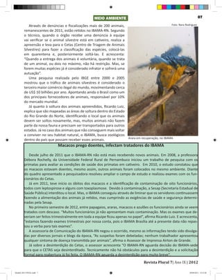 MEIO AMBIENTE                                                           07

             Através de denúncias e fiscalizações mais de 200 animais,                                 Foto: Nara Rodrigues

         remanescentes de 2011, estão retidos no IBAMA-RN. Segundo
         o técnico, quando o órgão recebe uma denúncia à equipe
         vai verificar se o animal silvestre está em cativeiro, realiza a
         apreensão e leva para o Cetas (Centro de Triagem de Animais
         Silvestres) para fazer a classificação das espécies, colocá-las
         em quarentena e, posteriormente soltá-las. E acrescenta:
         “Quando a entrega dos animais é voluntária, quando se trata
         de um animal, ou dois no máximo, não há restrição. Mas, se
         forem muitas espécies já é considerado infrator e sofrerá uma
         autuação”.
             Uma pesquisa realizada pelo IBGE entre 2000 e 2005
         mostrou que o tráfico de animais silvestres é considerado o
         terceiro maior comércio ilegal do mundo, movimentando cerca
         de US$ 10 bilhões por ano. Apontando ainda o Brasil como um
         dos principais fornecedores de animais, responsável por 10%
         do mercado mundial.
             Já quanto à soltura dos animais apreendidos, Ricardo Luiz,
         explica que são mapeadas as áreas de soltura dentro do Estado
         do Rio Grande do Norte, identificando o local que os animais
         devem ser soltos novamente, mas, muitos animais não fazem
         parte da nossa fauna e precisam ser transportados para outros
         estados. Já no caso dos animais que não conseguem mais voltar
         a conviver no seu habitat natural, o IBAMA, busca zoológicos
                                                                          Arara em recuperação, no IBAMA
         dentro do país que possam receber esses animais.
                               Macacos prego doentes, infectam tratadores do IBAMA

            Desde julho de 2011 que o IBAMA-RN não está mais recebendo novos animais. Em 2008, a professora
         Débora Rochelly, da Universidade Federal Rural de Pernambuco iniciou um trabalho de pesquisa com os
         primatas para avaliar as condições de saúde dos primatas em cativeiro. Em 2010, o estudo constatou que
         os macacos estavam doentes, mesmo assim, outros animais foram colocados no mesmo ambiente. Diante
         do quadro apresentado a pesquisadora resolveu ampliar o campo de estudo e realizou exames com os fun-
         cionários do Cetas.
            Já em 2011, teve início os óbitos dos macacos e a identificação de contaminação de oito funcionários,
         todos com leptospirose e alguns com toxoplasmose. Devido à contaminação, a Sesap (Secretaria Estadual de
         Saúde Pública) interditou o local. Mas, o IBAMA conseguiu através de liminar que os servidores continuassem
         fazendo a alimentação dos animais já retidos, mas cumprindo as exigências de saúde e segurança determi-
         nadas pela Sesap.
            No primeiro semestre de 2012, entre papagaios, araras, macacos e azulões os funcionários ainda se veem
         tratados com descaso. “Muitos funcionários já não apresentam mais contaminação. Mas os exames que de-
         veriam ser feitos trimestralmente em toda a equipe ficou apenas no papel”, afirma Ricardo Luiz. E acrescenta,
         “estamos fazendo exames trimestrais por nossa conta, pois o IBAMA Brasília até a presente data não repas-
         sou a verba para tais exames”.
            A assessoria de Comunicação do IBAMA-RN negou o ocorrido, mesmo as informações tendo sido divulga-
         das por diversos jornais e blogs da época, “As suspeitas foram debeladas; nenhum trabalhador apresentou
         qualquer sintoma de doença transmitida por animais”, afirma o Assessor de Imprensa Airton de Grande.
            Já sobre a desinterdição do Cetas, o assessor acrescenta “O IBAMA-RN aguarda decisão do IBAMA-sede
         para que o CETAS seja desinterditado. Tecnicamente não há obstáculos para a desinterdição e a solicitação


                                                                                       Revista Plural 7| Ano IX | 2012
         formal para reabertura já foi feita. O IBAMA-RN aguarda a desinterdição para muito breve”.



Modelo 2012 FINAL.indd 7                                                                                              20/09/2012 13:31:58
 