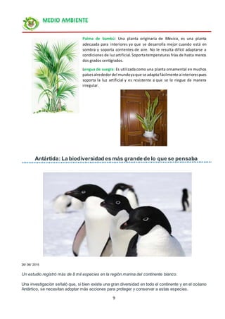 9
MEDIO AMBIENTE
Palma de bambú: Una planta originaria de México, es una planta
adecuada para interiores ya que se desarrolla mejor cuando está en
sombra y soporta corrientes de aire. No le resulta difícil adaptarse a
condiciones de luz artificial. Soporta temperaturas frías de hasta menos
dos grados centígrados.
Lengua de suegra: Es utilizada como una planta ornamental en muchos
paísesalrededordel mundoyaque se adapta fácilmente ainteriorespues
soporta la luz artificial y es resistente a que se le riegue de manera
irregular.
Antártida: La biodiversidad es más grande de lo que se pensaba
26/ 06/ 2015
Un estudio registró más de 8 mil especies en la región marina del continente blanco.
Una investigación señaló que, si bien existe una gran diversidad en todo el continente y en el océano
Antártico, se necesitan adoptar más acciones para proteger y conservar a estas especies.
 