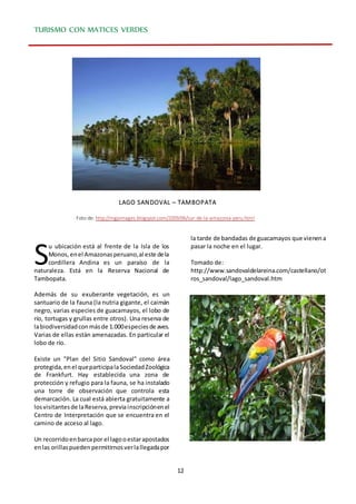 12
TURISMO CON MATICES VERDES
LAGO SANDOVAL – TAMBOPATA
Foto de: http://mgpimages.blogspot.com/2009/06/sur-de-la-amazonia-peru.html
u ubicación está al frente de la Isla de los
Monos, enel Amazonasperuano,al este dela
cordillera Andina es un paraíso de la
naturaleza. Está en la Reserva Nacional de
Tambopata.
Además de su exuberante vegetación, es un
santuario de la fauna (la nutria gigante, el caimán
negro, varias especies de guacamayos, el lobo de
río, tortugas y grullas entre otros). Una reserva de
labiodiversidadconmásde 1.000especiesde aves.
Varias de ellas están amenazadas. En particular el
lobo de río.
Existe un "Plan del Sitio Sandoval" como área
protegida,enel queparticipalaSociedadZoológica
de Frankfurt. Hay establecida una zona de
protección y refugio para la fauna, se ha instalado
una torre de observación que controla esta
demarcación. La cual está abierta gratuitamente a
losvisitantesde laReserva,previainscripciónenel
Centro de Interpretación que se encuentra en el
camino de acceso al lago.
Un recorridoenbarcapor el lagooestarapostados
enlas orillaspuedenpermitirnosverlallegadapor
la tarde de bandadas de guacamayos que vienena
pasar la noche en el lugar.
Tomado de:
http://www.sandovaldelareina.com/castellano/ot
ros_sandoval/lago_sandoval.htm
S
 