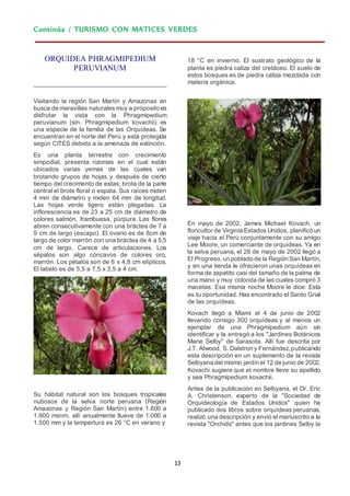 13
Continúa / TURISMO CON MATICES VERDES
ORQUIDEA PHRAGMIPEDIUM
PERUVIANUM
Visitando la región San Martín y Amazonas en
busca de maravillas naturales muy a próposito es
disfrutar la vista con la Phragmipedium
peruvianum (sin. Phragmipedium kovachii) es
una especie de la familia de las Orquídeas. Se
encuentran en el norte del Perú y está protegida
según CITES debido a la amenaza de extinción.
Es una planta terrestre con crecimiento
simpodial, presenta rizomas en el cual están
ubicados varias yemas de las cuales van
brotando grupos de hojas y después de cierto
tiempo del crecimento de estas; brota de la parte
central el brote floral o espata. Sus raíces miden
4 mm de diámetro y miden 64 mm de longitud.
Las hojas verde ligero están plegadas. La
inflorescencia es de 23 a 25 cm de diámetro de
colores salmón, frambuesa, púrpura. Las flores
abren consecutivamente con una bráctea de 7 a
9 cm de largo (escapo). El ovario es de 8cm de
largo de color marrón con una bráctea de 4 a 5,5
cm de largo. Carece de articulaciones. Los
sépalos son algo cóncavos de colores oro,
marrón. Los pétalos son de 6 x 4,8 cm elípticos.
El labelo es de 5,5 a 7,5 x 3,5 a 4 cm.
Su hábitat natural son los bosques tropicales
nubosos de la selva norte peruana (Región
Amazonas y Región San Martín) entre 1.600 a
1.900 msnm, allí anualmente llueve de 1.000 a
1.500 mm y la tempertura es 26 °C en verano y
18 °C en invierno. El sustrato geológico de la
planta es piedra caliza del cretáceo. El suelo de
estos bosques es de piedra caliza mezclada con
materia orgánica.
En mayo de 2002, James Michael Kovach, un
floricultor de Virginia Estados Unidos, planificó un
viaje hacia el Perú conjuntamente con su amigo
Lee Moore, un comerciante de orquídeas. Ya en
la selva peruana, el 28 de mayo de 2002 llegó a
El Progreso,un poblado de la Región San Martín,
y en una tienda le ofrecieron unas orquídeas en
forma de zapatito casi del tamaño de la palma de
una mano y muy colorida de las cuales compró 3
macetas. Esa misma noche Moore le dice: Esta
es tu oportunidad. Has encontrado el Santo Grial
de las orquídeas.
Kovach llegó a Miami el 4 de junio de 2002
llevando consigo 300 orquídeas y al menos un
ejemplar de una Phragmipedium aún sin
identificar y la entregó a los "Jardines Botánicos
Marie Selby" de Sarasota. Allí fue descrita por
J.T. Atwood, S. Dalstron y Fernández,publicando
esta descripción en un suplemento de la revista
Selbyana del mismo jardín el 12 de junio de 2002.
Kovachi sugiere que el nombre lleve su apellido
y sea Phragmipedium kovachii.
Antes de la publicación en Selbyana, el Dr. Eric
A. Christenson, experto de la "Sociedad de
Orquideología de Estados Unidos" quien ha
publicado dos libros sobre orquídeas peruanas,
realizó una descripción y envió el manuscrito a la
revista "Orchids" antes que los jardines Selby la
 