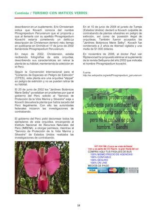 14
Continúa / TURISMO CON MATICES VERDES
describieron en un suplemento. Eric Christenson
indica que Kovach conocía del nombre
Phragmipedium Peruvianum que el proponía y
que al llamarla con su apellido Phragmipedium
Kovachii estaría cometiendo un delito.La
descripción de Christenson demoró más tiempo
en publicarse en Orchids el 17 de junio de 2002
llamándola Phragmipedium Peruvianum.
En mayo de 2002, Christenson, estaba
recibiendo fotografías de esta orquídea,
describiendo sus características sin retirar la
planta de su hábitat, manteniendo la colección en
el Perú.
Según la Convención Internacional para el
"Comercio de Especies en Peligro de Extinción"
(CITES), esta planta era una orquídea "slipper"
en peligro de extinción y no se pueden retirar de
su hábitat.
El 20 de junio de 2002 los "Jardines Botánicos
Marie Selby" ya estaban en problemas por que el
gobierno del Perú solicitó al "Servicio de
Protección de la Vida Marina y Silvestre" exija a
Kovach devuelva la planta que había sacado del
Perú ilegalmente. Con ello las autoridades
federales iniciaron las investigaciones de
contrabando.
El gobierno del Perú pidió decomisar todos los
ejemplares de esta orquídea, encargando al
Instituto Nacional de Recursos Naturales del
Perú (INRENA) a otorgar permisos, mientras el
"Servicio de Protección de la Vida Marina y
Silvestre" de Estados Unidos realizaba las
investigaciones de contrabando.
En el 10 de junio de 2004 el jurado de Tampa
(Estados Unidos) declaró a Kovach culpable de
contrabando de plantas silvestres en peligro de
extinción, así como de posesión ilegal de
orquídeas. También fueron acusados los
"Jardines Botánicos Marie Selby". Kovach fue
condenado a 2 años de libertad vigilada y una
multa de $1.000 dólares.
En noviembre de 2006, el doctor Paul van
Rijckevorsel ha propuesto eliminar el suplemento
de la revista Selbyana del año 2002 que indicaba
el nombre Phragmipedium kovachii.
Fuente:
http://es.wikipedia.org/wiki/Phragmipedium_peruvianum
 