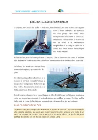 CURIOSIDADES AMBIENTALES
BALLENA SALTA SOBRE UN BARCO
Un velero, en Ciudad del Cabo – Sudáfrica, fue abordado por una ballena de un gran
salto. El barco “Intrepid”, iba tripulado
por una pareja que salió ilesa,
navegaban en la bahía de la ciudad. El
cetáceo dio varios saltos y en uno de
ellos se subió a la embarcación
rompiéndole el mástil y el techo de la
cabina. Las fotos fueron tomadas por
otro barco cercano.
Ralph Mothes, uno de los tripulantes: “Gracias a Dios el barco era de acero, si hubiera
sido de fibra de vidrio nos habría deshecho: tenemos suerte de estar todavía con vida”
La ballena era una franca austral de 17
metros de longitud y 40 toneladas de
peso.
Se está investigando si al animal se lo
molestó o provocó con anterioridad al
ataque, hay testigos que declararon que
ésta y otras dos embarcaciones más se
habían acercado demasiado.
Por otra parte esta especie es conocida por su falta de visión por los biólogos marinos, y
entre sus juegos favoritos está el ir dando saltos, que unido a la escasez de vista podría
haber sido la causa de la visita sorprendente de este mamífero sin ser invitado.
Crean “mototaxi” solar en Perú
Los peruanos otra vez a la vanguardia al desarrollar un modelo de “mototaxi” impulsado con energía
solar o baterías eléctricas, que serviría para reducir la contaminación ambiental y los costos de un
medio de transporte de pasajeros que en ese país es altamente utilizado. Se trataría del primer
prototipo de vehículo con este tipo de energía en América Latina.
 