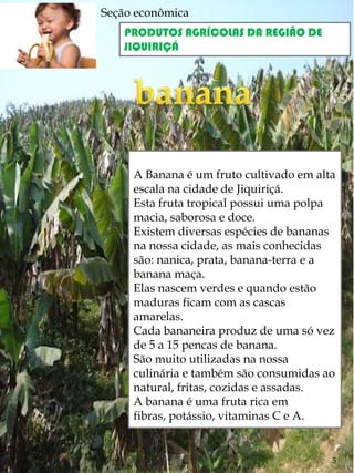 Seção econômica
    PRODUTOS AGRÍCOLAS DA REGIÃO DE
    JIQUIRIÇÁ




     A Banana é um fruto cultivado em alta
     escala na cidade de Jiquiriçá.
     Esta fruta tropical possui uma polpa
     macia, saborosa e doce.
     Existem diversas espécies de bananas
     na nossa cidade, as mais conhecidas
     são: nanica, prata, banana-terra e a
     banana maça.
     Elas nascem verdes e quando estão
     maduras ficam com as cascas
     amarelas.
     Cada bananeira produz de uma só vez
     de 5 a 15 pencas de banana.
     São muito utilizadas na nossa
     culinária e também são consumidas ao
     natural, fritas, cozidas e assadas.
     A banana é uma fruta rica em
     fibras, potássio, vitaminas C e A.


                                         5
 