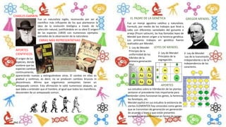 CHARLES DARWIN
Fue un naturalista inglés, reconocido por ser el
científico más influyente de los que plantearon la
idea de la evolución biológica a través de la
selección natural, justificándola en su obra El origen
de las especies (1859) con numerosos ejemplos
extraídos de la observación de la naturaleza.
OBRAS MAS REPRESENTATIVAS
APORTES
CIENTIFICOS
El origen de las
especies, donde
sostiene que las
especies cambian
continuamente,
apareciendo nuevas y extinguiéndose otras. El cambio en ellas es
gradual y continuo, es decir, no se producen cambios bruscos ni
discontinuos. Afirma que organismos semejantes tienen un
antepasado común. Esta afirmación le valió numerosos ataques, ya
que daba a entender que el hombre, al igual que todos los mamíferos,
descienden de un antepasado común.
GREGOR MENDELEL PADRE DE LA GENÉTICA
Fue un monje agustino católico y naturalista.
Formuló, por medio de los trabajos que llevó a
cabo con diferentes variedades del guisante o
arveja (Pisum sativum), las hoy llamadas leyes de
Mendel que dieron origen a la herencia genética.
Los primeros trabajos en genética fueron
realizados por Mendel.
LEYES DE MENDEL1- Ley de Mendel:
Principio de la
uniformidad de los
híbridos de la
primera generación
filial.
2- Ley de Mendel:
Principios de la
segregación.
3- Ley de Mendel:
Ley de la transmisión
independiente o de la
independencia de los
caracteres.
APORTES
sus estudios sobre la hibridación de las plantas
sentaron el precedente más importante para
entender cómo funcionan los genes, la herencia,
los fenotipos, etc.
Mendel explicó en sus estudios la existencia de
ciertos ELEMENTOS hoy conocidos como genes
que se transmiten de generación en generación
de acuerdo a leyes y que están presentes
aunque no se manifestaran en forma de rasgos.
PAG 1 PAG 2
 