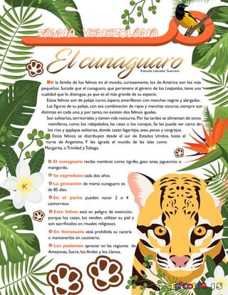 15
De la familia de los felinos en el mundo, curiosamente, los de América son los más
pequeños. Sucede que el cunaguaro, que pertenece al género de los Leopardus, tiene una
cualidad que lo distingue, ya que es el más grande de su especie.
Estos felinos son de pelaje corto, áspero, amarillento con manchas negras y alargadas.
Las figuras de su pelaje, con esa combinación de rayas y manchas oscuras, siempre son
distintas en cada uno; y por tanto, no existen dos felinos iguales.
Son solitarios,territoriales y tienen vida nocturna.Por las tardes se alimentan de otros
mamíferos, como los rabipelados, las ratas o los conejos. Se les puede ver cerca de
los ríos y applayas solitarias, donde cazan lagartijas, aves, peces y cangrejos.
Estos felinos se distribuyen desde el sur de Estados Unidos, hasta el
norte de Argentina. Y les agrada el mundo de las islas como
Margarita, o Trinidad y Tobago.
El cunaguaro recibe nombres como tigrillo, gato onza, jaguarcito o
manigordo.
Se reproduce cada dos años.
La gestación de mamá cunaguaro es
de 85 días.
En el parto pueden nacer 2 o 4
cachorritos.
Este felino está en peligro de extinción,
porque los cazan, los venden, utilizan su piel y
son sacrificados en rituales religiosos.
En Venezuela está prohibida su cacería
o mantenerlos en cautiverio.
Los podemos apreciar en las regiones de
Amazonas, Sucre, los Andes y los Llanos.
Katiuska Labrador Guerrero
 