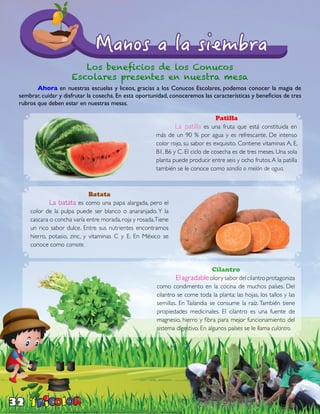 32
Los beneficios de los Conucos
Escolares presentes en nuestra mesa
	 Ahora en nuestras escuelas y liceos, gracias a los Conucos Escolares, podemos conocer la magia de
sembrar, cuidar y disfrutar la cosecha. En esta oportunidad, conoceremos las características y beneficios de tres
rubros que deben estar en nuestras mesas.
Cilantro
	 Elagradableolorysabordelcilantroprotagoniza
como condimento en la cocina de muchos países. Del
cilantro se come toda la planta: las hojas, los tallos y las
semillas. En Tailandia se consume la raíz. También tiene
propiedades medicinales. El cilantro es una fuente de
magnesio, hierro y fibra para mejor funcionamiento del
sistema digestivo. En algunos países se le llama culantro.
Batata
	 La batata es como una papa alargada, pero el
color de la pulpa puede ser blanco o anaranjado. Y la
cascara o concha varía entre morada, roja y rosada.Tiene
un rico sabor dulce. Entre sus nutrientes encontramos
hierro, potasio, zinc, y vitaminas C y E. En México se
conoce como camote.
Patilla
	 La patilla es una fruta que está constituida en
más de un 90 % por agua y es refrescante. De intenso
color rojo, su sabor es exquisito. Contiene vitaminas A, E,
B1, B6 y C. El ciclo de cosecha es de tres meses. Una sola
planta puede producir entre seis y ocho frutos.A la patilla
también se le conoce como sandía o melón de agua.
 