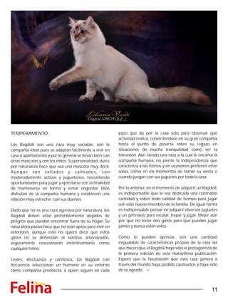 TEMPERAMENTO
Los Ragdoll son una raza muy sociable, son la
compañía ideal pues se adaptan fácilmente a vivir en
casa o apartamento y por lo general se llevan bien con
otras mascotas y con los niños. Su personalidad, dulce
por naturaleza hace que sea una mascota muy dócil.
Aunque son callados y calmados, son
moderadamente activos y juguetones, necesitando
oportunidades para jugar y ejercitarse con la finalidad
de mantenerse en forma y evitar engordar. Ellos
disfrutan de la compañía humana y establecen una
relación muy estrecha con sus dueños.
Dado que no es una raza agresiva por naturaleza, los
Ragdoll deben estar preferiblemente alejados de
peligros que puedan encontrar fuera de su hogar. Su
naturaleza pasiva hace que no sean aptos para vivir en
exteriores, aunque esto no quiere decir que estos
gatos no se defiendan al sentirse amenazados,
seguramente reaccionarán instintivamente como
cualquier felino.
Leales, afectuosos y cariñosos, los Ragdoll con
frecuencia seleccionan un humano en su entorno
como compañía predilecta, a quien siguen en cada
paso que da por la casa solo para observar qué
actividad realiza, convirtiéndose en su gran compañía
hasta el punto de posarse sobre su regazo en
situaciones de mucha tranquilidad como ver la
televisión. Aún siendo una raza a la cual le encanta la
compañía humana, no pierde la independencia que
caracteriza a los felinos y en ocasiones prefieren estar
solos, como en los momentos de tomar su siesta o
cuando juegan con sus juguetes por toda la casa.
Por lo anterior, en el momento de adquirir un Ragdoll,
es indispensable que le sea dedicada una razonable
cantidad y sobre todo calidad de tiempo para jugar
con este nuevo miembro de la familia. De igual forma
es indispensable pensar en adquirir diversos juguetes
y un gimnasio para escalar, trepar y jugar. Mejor aún
por qué no tener dos gatos para que puedan jugar
juntos y nunca estén solos.
Como lo pueden apreciar, son una cantidad
inigualable de características propias de la raza las
que hacen que el Ragdoll haya sido el protagonista de
la primera edición de esta maravillosa publicación.
Espero que la fascinación que esta raza genera a
través del mundo haya podido cautivarlos y haya sido
de su agrado.
11
 