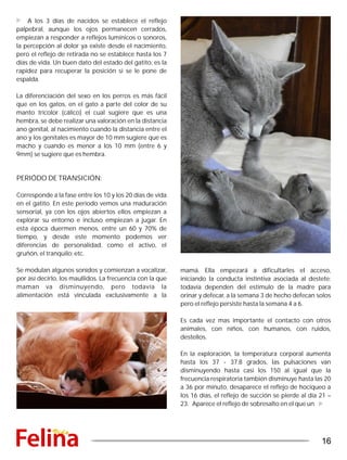 A los 3 días de nacidos se establece el reflejo
palpebral, aunque los ojos permanecen cerrados,
empiezan a responder a reflejos lumínicos o sonoros,
la percepción al dolor ya existe desde el nacimiento,
pero el reflejo de retirada no se establece hasta los 7
días de vida. Un buen dato del estado del gatito, es la
rapidez para recuperar la posición si se le pone de
espalda.
La diferenciación del sexo en los perros es más fácil
que en los gatos, en el gato a parte del color de su
manto tricolor (cálico) el cual sugiere que es una
hembra, se debe realizar una valoración en la distancia
ano genital, al nacimiento cuando la distancia entre el
ano y los genitales es mayor de 10 mm sugiere que es
macho y cuando es menor a los 10 mm (entre 6 y
9mm) se sugiere que es hembra.
mamá. Ella empezará a dificultarles el acceso,
iniciando la conducta instintiva asociada al destete;
todavía dependen del estimulo de la madre para
orinar y defecar, a la semana 3 de hecho defecan solos
pero el reflejo persiste hasta la semana 4 a 6.
Es cada vez mas importante el contacto con otros
animales, con niños, con humanos, con ruidos,
destellos.
En la exploración, la temperatura corporal aumenta
hasta los 37 - 37.8 grados, las pulsaciones van
disminuyendo hasta casi los 150 al igual que la
frecuencia respiratoria también disminuye hasta las 20
a 36 por minuto, desaparece el reflejo de hociqueo a
los 16 días, el reflejo de succión se pierde al día 21 –
23. Aparece el reflejo de sobresalto en el que un
PERIÓDO DE TRANSICIÓN:
Corresponde a la fase entre los 10 y los 20 días de vida
en el gatito. En este periodo vemos una maduración
sensorial, ya con los ojos abiertos ellos empiezan a
explorar su entorno e incluso empiezan a jugar. En
esta época duermen menos, entre un 60 y 70% de
tiempo, y desde este momento podemos ver
diferencias de personalidad, como el activo, el
gruñón, el tranquilo; etc.
Se modulan algunos sonidos y comienzan a vocalizar,
por así decirlo, los maullidos. La frecuencia con la que
maman va disminuyendo, pero todavía la
alimentación está vinculada exclusivamente a la
16
 