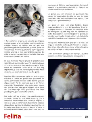 Pero volvamos al persa, es un gato que impacta
muchísimo por su presentación, entonces debemos
cuidarlo siempre, no olviden que un gato mal
presentado por más espectacular que sea, puede ser
descalificado. Tenemos que bañarlo como dije antes
mínimo una vez al mes, eso también depende del
color, ya que si es un gato blanco o de color claro sería
conveniente bañarlo cada 20 días.
En este momento hay un grupo de groomers que
saben bien lo que se debe hacer. Yo les aconsejo que
si no saben, recurran a ellos puesto que aparte de los
baños, los diferentes cortes de la raza son muy
importantes, y si se nos “va” la tijera podemos hacer
desastres con la cara o el pelo de nuestro gatito.
Las uñas, si las mantenemos cortas, no será necesario
cortarlas el último día, puesto que podríamos sin
querer, con nuestra ansiedad cortar de más y causar
alguna lesión. Yo les aconsejo que si las hemos
mantenido “despuntadas”, sólo deberíamos pasarle
una lima de uñas, para quitar cualquier pedacito de
uña que sobresalga, obvio que si hace falta cortar
pues háganlo, pero con mucho cuidado.
Las orejas, uff, ahí a veces nos encontramos con
sorpresas, porque no nos dimos cuenta y con el
tiempo se han formado unas cascaritas negritas. Si
este es el caso, lo primero es ir al veterinario para que
diagnostique qué es y la solución respectiva. Por eso
les repito todo debe hacerse con tiempo, ya que si lo
hacemos el último día no vamos a encontrar solución
con menos de 24 horas para la exposición. Aunque el
groomer o su estilista les diga qué es, siempre es
bueno consultar con su veterinario.
Los persas son, a mi entender, los que llevan más
trabajo de preparación sin dejar de lado las otras
razas, pero si los vamos preparando de a poco y con
tiempo van a quedar bellísimos.
Los gatos de pelo semi-largo también deben
prepararse bien. En el caso del Sagrado de Birmania,
se los puede bañar por última vez dos o tres días antes
del show y van a quedar muy bien. Por supuesto, los
cortes de esta raza y en todos los gatos en general, se
los debe hacer mucho tiempo antes, y así, el día de la
exposición cuando lo vean los jueces no los notarán.
No hay nada más feo que un gato que se lo lleve a un
ring y se le note los cortes que le hicieron en su pelo.
Sólo si hace falta se los debe retocar el día antes, pero
sólo se hará a mano, no olviden éste consejo.
En los Maine Coon y Bosques de Noruega, pueden
bañarlos por última vez cuatro días antes y van a
22
 