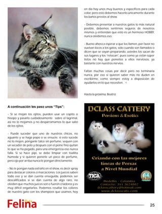 A continuación les paso unos “Tips”:
- Si se mojan los ojitos, pueden usar un copito o
hisopo y pasarlo cuidadosamente sobre el lagrimal,
así no lo mojamos y no desparramamos lo que salió
de los ojitos.
- Puede suceder que uno de nuestros chicos, no
aguante y se haga popo o se ensucie, si esto sucede
no lo mojen, pónganle talco sin perfume, sequen con
un secador de pelo y después con el peine fino quitan
lo que se ha pegado, para una emergencia eso nunca
falla. Si se hace pipi, se debe limpiar con toallita
húmeda y si quieren ponerle un poco de perfume,
pero ojo por arriba nunca le pongan directamente.
- No le pongan nada extraño en el show, es decir spray
para destacar colores o marcaciones. Los jueces saben
todo eso y se dan cuenta enseguida, podemos ser
descalificados si se dan cuenta de algo raro, no
olviden que muchos jueces son o fueron criadores y es
muy difícil engañarlos. Podemos resaltar los colores
de nuestro gato con los shampoos que usamos, hoy
en día hay unos muy buenos y específicos para cada
color, pero esto debemos hacerlo únicamente durante
los baños previos al show.
- Debemos presentar a nuestros gatos lo más natural
posible, debemos sentirnos seguros de nosotros
mismos y entiendan que esto es un hermoso HOBBY,
nunca olvidemos eso.
- Bueno ahora a esperar a que los llamen, por favor no
vuelvan locos a los gatos, sólo cuando son llamados o
dicen que se vayan preparando, ustedes los sacan de
sus lugares y los “retocan”, pues como ya están súper
listos no hay que ponerlos a ellos nerviosos, ya
bastante con nuestros nervios.
Faltan muchas cosas por decir pero no terminaría
nunca, por eso si quieren saber más no duden en
escribirme, como siempre estoy a disposición de
ayudarlos en lo que necesiten.
Hasta la próxima, Beatriz
25
 
