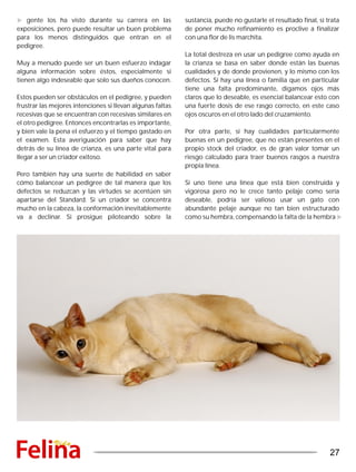 gente los ha visto durante su carrera en las
exposiciones, pero puede resultar un buen problema
para los menos distinguidos que entran en el
pedigree.
Muy a menudo puede ser un buen esfuerzo indagar
alguna información sobre éstos, especialmente si
tienen algo indeseable que solo sus dueños conocen.
Estos pueden ser obstáculos en el pedigree, y pueden
frustrar las mejores intenciones si llevan algunas faltas
recesivas que se encuentran con recesivas similares en
el otro pedigree. Entonces encontrarlas es importante,
y bien vale la pena el esfuerzo y el tiempo gastado en
el examen. Esta averiguación para saber que hay
detrás de su línea de crianza, es una parte vital para
llegar a ser un criador exitoso.
Pero también hay una suerte de habilidad en saber
cómo balancear un pedigree de tal manera que los
defectos se reduzcan y las virtudes se acentúen sin
apartarse del Standard. Si un criador se concentra
mucho en la cabeza, la conformación inevitablemente
va a declinar. Si prosigue piloteando sobre la
sustancia, puede no gustarle el resultado final, si trata
de poner mucho refinamiento es proclive a finalizar
con una flor de lis marchita.
La total destreza en usar un pedigree como ayuda en
la crianza se basa en saber donde están las buenas
cualidades y de donde provienen, y lo mismo con los
defectos. Si hay una línea o familia que en particular
tiene una falta predominante, digamos ojos más
claros que lo deseable, es esencial balancear esto con
una fuerte dosis de ese rasgo correcto, en este caso
ojos oscuros en el otro lado del cruzamiento.
Por otra parte, si hay cualidades particularmente
buenas en un pedigree, que no están presentes en el
propio stock del criador, es de gran valor tomar un
riesgo calculado para traer buenos rasgos a nuestra
propia línea.
Si uno tiene una línea que está bien construida y
vigorosa pero no le crece tanto pelaje como sería
deseable, podría ser valioso usar un gato con
abundante pelaje aunque no tan bien estructurado
como su hembra, compensando la falta de la hembra
27
 