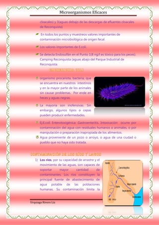 Microorganismos Eficaces
cloacales) y 3(aguas debajo de las descargas de efluentes cloacales
de Reconquista)
En todos los puntos y muestreos valores importantes de
contaminación microbiológica de origen fecal.
Los valores importantes de E.coli.
Se detecta Endosulfán en el Punto 1(8 ng/l es tóxico para los peces).
Camping Reconquista (aguas abajo del Parque Industrial de
Reconquista.

organismo procariota, bacteria, que
se encuentra en nuestros intestinos
y en la mayor parte de los animales
sin causar problemas. Por ende en
heces y aguas negras.
La mayoría son inofensivas. Sin
embargo, algunos tipos o cepas
pueden producir enfermedades.
Ej:E.coli Enterotoxigénica: Gastroenteritis. Intoxicación ocurre por
contaminación del agua con residuales humanos o animales, o por
manipulación o preparación inapropiada de los alimentos.
Agua proveniente de un pozo o arroyo, o agua de una ciudad o
pueblo que no haya sido tratada.

1) Los ríos, por su capacidad de arrastre y el
movimiento de las aguas, son capaces de
soportar

mayor

cantidad

de

contaminantes. Los ríos constituyen la
principal fuente de abastecimiento de
agua

potable

de

las

poblaciones

humanas. Su contaminación limita la

Urquiaga Rivero Liz

Página 38

 