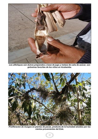 12
Los alfeñiques son dulces preparados a base de jugo y melaza de caña de azúcar, son
golosinas favoritas de los niños en Acobamba.
Proliferación de musgos en plantas de pacae, producto de la humedad atraídos por los
vientos provenientes del Este.
 