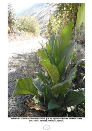 13
Plantas de tabaco al borde del camino, que los lugareños suelen fumar en puros
artesanales para los males del mal aire.
 