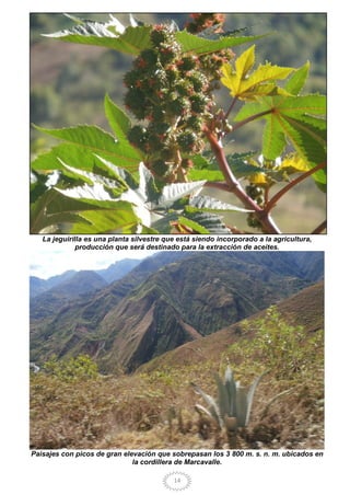 14
La jeguirilla es una planta silvestre que está siendo incorporado a la agricultura,
producción que será destinado para la extracción de aceites.
Paisajes con picos de gran elevación que sobrepasan los 3 800 m. s. n. m. ubicados en
la cordillera de Marcavalle.
 