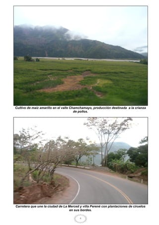 4
Cultivo de maíz amarillo en el valle Chamchamayo, producción destinada a la crianza
de pollos.
Carretera que une la ciudad de La Merced y villa Perené con plantaciones de ciruelos
en sus bordes.
 