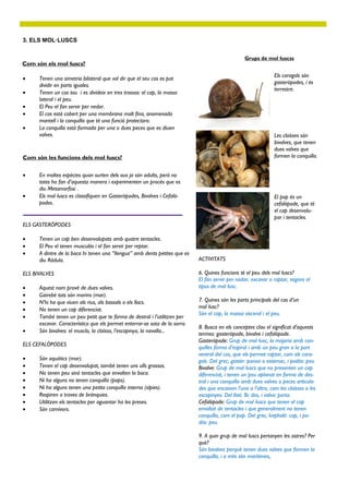 3. ELS MOL·LUSCS


                                                                                                   Grups de mol·luscss
Com són els mol·luscs?
                                                                                                                 Els caragols són
     Tenen una simetria bilateral que vol dir que el seu cos es pot
                                                                                                                 gasteròpodes, i és
      dividir en parts iguales.
                                                                                                                 terrestre.
     Tenen un cos tou i es divideix en tres trossos: el cap, la massa
      lateral i el peu.
     El Peu el fan servir per nedar.
     El cos està cobert per una membrana molt fina, anomenada
      mantell i la conquilla que té una funció protectora.
     La conquilla està formada per una o dues peces que es diuen
      valves.                                                                                                    Les cloïsses són
                                                                                                                 bivalves, que tenen
                                                                                                                 dues valves que
Com són les funcions dels mol·luscs?                                                                             formen la conquilla.


     En moltes espècies quan surten dels ous ja són adults, però no
      totes ho fan d’aquesta manera i experimenten un procés que es
      diu Metamorfosi .
     Els mol·luscs es classifiquen en Gasteròpodes, Bivalves i Cefalò-                                          El pop és un
      podes.                                                                                                     cefalòpode, que té
                                                                                                                 el cap desenvolu-
                                                                                                                 par i tentacles.
ELS GASTERÒPODES

     Tenen un cap ben desenvolupats amb quatre tentacles.
     El Peu el tenen musculós i el fan servir per reptar.
     A dintre de la boca hi tenen una “llengua” amb dents petites que es
      diu Ràdula.                                                            ACTIVITATS

ELS BIVALVES                                                                 6. Quines funcions té el peu dels mol·luscs?
                                                                             El fan servir per nadar, excavar o raptar, segons el
     Aquest nom prové de dues valves.                                       tipus de mol·lusc.
     Gairebé tots són marins (mar).
     N’hi ha que viuen als rius, als bassals o els llacs.                   7. Quines són les parts principals del cos d’un
     No tenen un cap diferenciat.                                           mol·lusc?
                                                                             Són el cap, la massa visceral i el peu.
     També tenen un peu petit que te forma de destral i l’utilitzen per
      excavar. Característica que els permet enterrar-se sota de la sorra.
                                                                             8. Busca en els conceptes clau el significat d’aquests
     Són bivalves: el musclo, la cloïssa, l’escopinya, la navalla...
                                                                             termes: gasteròpode, bivalve i cefalòpode.
                                                                             Gasteròpode: Grup de mol·lusc, la majoria amb con-
ELS CEFALÒPODES
                                                                             quilles forma d’espiral i amb un peu gran a la part
                                                                             ventral del cos, que els permet raptar, com els cara-
     Són aquàtics (mar).                                                    gols. Del grec, gastér: panxa o estómac, i podós: peu.
     Tenen el cap desenvolupat, també tenen uns ulls grossos.               Bivalve: Grup de mol·luscs que no presenten un cap
     No tenen peu sinó tentacles que envolten la boca.                      diferenciat, i tenen un peu aplanat en forma de des-
     Ni ha alguns no tenen conquilla (pops).                                tral i una conquilla amb dues valves o peces articula-
     Ni ha alguns tenen una petita conquilla interna (sípies).              des que encaixen l’una a l’altra, com les cloïsses o les
     Respiren a traves de brànquies.                                        escopinyes. Del llatí. Bi: dos, i valva: porta.
     Utilitzen els tentacles per aguantar ha les preses.                    Cefalòpode: Grup de mol·luscs que tenen el cap
     Són carnívors.                                                         envoltat de tentacles i que generalment no tenen
                                                                             conquilla, com el pop. Del grec, kephalé: cap, i po-
                                                                             dós: peu.

                                                                             9. A quin grup de mol·luscs pertanyen les ostres? Per
                                                                             què?
                                                                             Són bivalves perquè tenen dues valves que formen la
                                                                             conquilla, i a més són marítimes,.
 