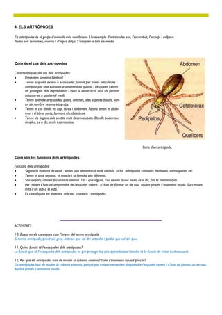 4. ELS ARTRÒPODES

Els artròpodes és el grups d’animals més nombrosos. Un exemple d’artròpodes són, l’escarabat, l’escorpí i milpeus.
Poden ser: terrestres, marins i d’aigua dolça. S’adapten a tots els medis.




Com és el cos dels artròpodes

Característiques del cos dels artròpodes:
      Presenten simetria bilateral
      Tenen esquelet extern o exosquelet format per peces articulades i
       compost per una substància anomenada quitina i l’esquelet extern
       els protegeix dels depredadors i evita la dessecació, això els permet
       adaptar-se a qualsevol medi.
      Tenen apèndix articulades, potes, antenes, ales o peces bocals, vari-
       en de nombre segons els grups.
      Tenen el cos dividit en cap, tòrax i abdomen. Alguns tenen el abdo-
       men i el tòrax junts, formant el cefalotòrax.
      Tenen els òrgans dels sentits molt desenvolupats. Els ulls poden ser
       simples, es a dir, ocels i compostos.




                                                                                               Parts d’un artròpode.

Com són les funcions dels artròpodes

Funcions dels artròpodes:
      Segons la manera de viure , tenen una alimentació molt variada, hi ha artròpodes carnívors, herbívors, carronyaires, etc.
      Tenen el sexe separat, el mascle i la femella són diferents.
      Són ovípars, i tenen fecundació interna. Tot i que alguns, l’ou neixen d’una larva, es a dir, fan la metamorfosi.
      Per créixer s’han de desprendre de l’esquelet extern i n’ han de formar un de nou, aquest procés s’anomena muda. Succeeixen
       més d’un cop a la vida.
      Es classifiquen en: insectes, aràcnid, crustacis i miriàpodes.




ACTIVITATS

10. Busca en els conceptes clau l’origen del terme artròpode.
El terme artròpode, prové del grec, árthron que vol dir: articulat i podós que vol dir: peu.

11. Quina funció té l’exosquelet dels artròpodes?
La funció que té l’exosquelet dels artròpodes es per protegir-los dels depredadors i també té la funció de evitar la dessecació .

12. Per què els artròpodes han de mudar la coberta externa? Com s’anomena aquest procés?
Els artròpodes han de mudar la coberta externa, perquè per créixer necessiten desprendre l’esquelet extern i n’han de formar un de nou.
Aquest procés s’anomena muda.
 