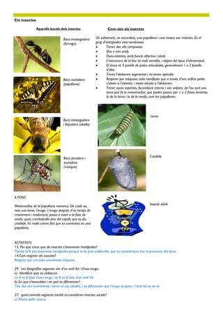 Els insectes

                Aparells bucals dels insectes                          Com són els insectes

                                     Boca mastegadora         Un saltamartí, un escarabat, una papallona i una mosca son insectes. És el
                                     (formiga).               grup d’artròpodes mes nombrosos.
                                                                    Tenen dos ulls compostos.
                                                                    Dos o tres ocels.
                                                                    Dues antenes, amb funció olfactiva i tàctil.
                                                                    L’estructura de la boc és molt variable, i depèn del tipus d’alimentació.
                                                                    El tòrax té 3 parells de potes articulades, generalment 1 o 2 parells
                                                                     d’ales.
                                                                    Tenen l’abdomen segmentat i no tenen apèndix.
                                     Boca xucladora                 Respiren per tràquees, tubs ramificats que a través d’uns orificis petits
                                     (papallona).                    s’obren a l’exterior, i estan situats a l’abdomen.
                                                                    Tenen sexes separats, fecundació interna i són ovípars, de l’ou surt una
                                                                     larva que fa la metamorfosi, que poden passar per 1 o 2 fases larvàries,
                                                                     la de la larva i la de la nimfa, com les papallones.




                                                                                                        Larva
                                     Boca mestagadora
                                     i llepadora (abella).




                                     Boca picadora i                                                    Crisàlide
                                     xucladora
                                     (mosquit).




A FONS
                                                                                                        Insecte adult
Metamorfosi de la papallona monarca. De cada ou,
neix una larva, l’eruga. L’eruga després d’un temps de
creixement i maduració, passa a estar a la fase de
nimfa, quan s’embolcalla dins del capoll, que es diu
crisàlide. Fa molts canvis fins que es converteix en una
papallona.


ACTIVITATS
13. Per que creus que els insectes s'anomenen hexàpodes?
També se’ls pot anomenar hexàpodes perquè és la seva subfamília, que es caracteritzen per la presencia del tòrax.
14.Com respiren els insectes?
Respiren per uns tubs anomenats tràquees.

29. Les fotografies següents són d’un anèl·lid i d’una eruga.
a) Identifica quin es cadascun.
La A es la foto d’una eruga i la B es la foto d’un anèl·lid.
b) En que s’assemblen i en què es diferencien?
Tots dos són invertebrats i tenen el cos cilíndric, i es diferencien que l’eruga té potes i l'anèl·lid no en té.

37. quins animals següents també es consideren insectes socials?
c) Xinxes polls i puces.
 