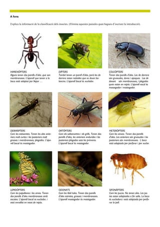 A fons

Explica la informació de la classificació dels insectes. (Elimina aquestes paraules quan hagueu d’escriure la introducció).




HIMENÒPTERS                                  DÍPTERS                                         COLEÒPTERS
Alguns tenen dos parells d’ales ,que son     També tenen un parell d’ales, però les de       Tenen dos parells d’ales. Les de darrera
membranoses. L’aparell que tenen a la        darrera estan reduïdes que es diuen ba-         són gruixudes, dures i opaques. Las de
boca està adaptat per llepar …               lancins. L’aparell bocal és xuclador.           davant són membranoses, i plegades
                                                                                             quan estan en repòs. L’aparell vocal és
                                                                                             mossegador i mastegador.




DERMÀPTERS                                   ORTÒPTERS                                       HETERÒPTERS
Com les estisoretes. Tenen les ales ante-    Com els saltamartins i els grills. Tenen dos    Com les xinxes. Tenen dos parells
riors molt curtes i les posteriors molt      parells d’ales, les anteriors endurides i les   d’ales. Les anteriors són gruixudes i les
grosses i membranoses, plegades. L’apa-      posteriors plegades sota les primeres.          posteriors són membranoses. L boca
rell bocal és mastegador.                    L’aparell bocal és mastegador.                  està adaptada per perforar i per xuclar.




LEPIDÒPTERS                                  ODONATS                                         SIFONÀPTERS
Com les papallones i les arnes. Tenen        Com les libèl·lules. Tenen dos parells          Com les puces. No tenen ales. Les po-
dos parells d’ales membranoses amb           d’ales estretes, grosses i membranoses.         tes estan adaptades a fer salts. La boca
escates. L’aparell bocal es xuclador, i      L’aparell mastegador és mastegador.             és xucladora i està adaptada per perfo-
està enrotllat en estat de repòs.                                                            rar la pell.
 