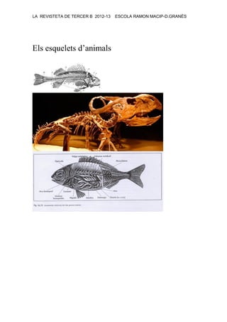 LA REVISTETA DE TERCER B 2012-13 ESCOLA RAMON MACIP-D.GRANÉS
Els esquelets d’animals
 