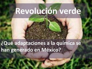 Revolución verde
¿Qué adaptaciones a la química se
han generado en México?
 