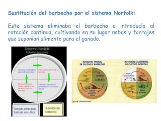 Sustitución del barbecho por el sistema Norfolk:
Este sistema eliminaba el barbecho e introducía al
rotación continua, cultivando en su lugar nabos y forrajes
que suponían alimento para el ganado.
 