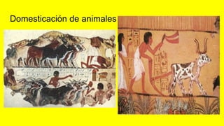Domesticación de animales
 