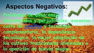 Problemas de almacenaje
desconocidos y perjudiciales, excesivo
costo de semillas y tecnología
complementaria, la dependencia
tecnológica, la mejor adaptación de
los cultivos tradicionales eliminados o
la aparición de nuevas plagas.
Aspectos Negativos:
 