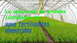 La aplicación de grandes
cantidades de
agua,fertilizantes y
plaguicidas.
 