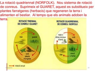 LA REVOLUCIÓ INDUSTRIAL 14BUXAWEB
La rotació quadriennal (NORFOLK). Nou sistema de rotació
de conreus. Suprimeix el GUARET, aquest es substitueix per
plantes farratgeres (herbacis) que regeneren la terra i
alimenten el bestiar. Al temps que els animals adoben la
terra.
 
