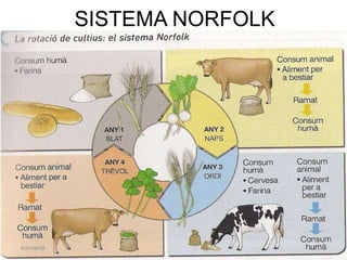 LA REVOLUCIÓ INDUSTRIAL 15BUXAWEB
SISTEMA NORFOLK
 