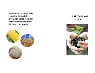 Algunos de los logros más
espectaculares de la
revolución verde fueron el
desarrollo de variedades
de trigo, arroz y maíz.
“LA REVOLUCION
VERDE”
 