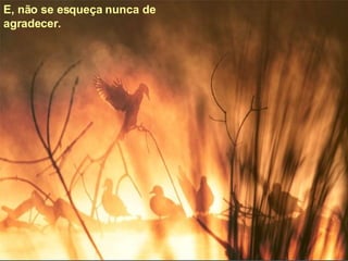 E, não se esqueça nunca de agradecer.   