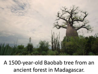 A 1500-year-old Baobab tree from an
ancient forest in Madagascar.
 